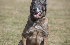 K9