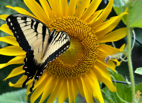 butterfly on flower