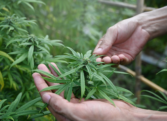 Hands holding cannabis plant