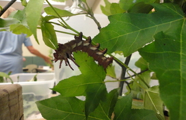 Catapillar on a stem