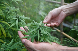 Hands holding cannabis plant