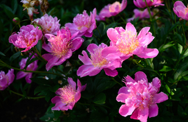 Image of pink peonies. 