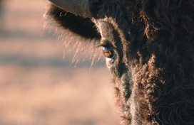 A close up of the right side of a buffalo's face and blurry background of brown grass.
