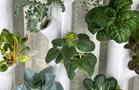 various green plants sprouting through hydroponic system