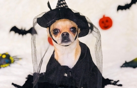 chihuahua dog wearing a black witch costume and hat including a veil in front of bats and a jack-o-lantern