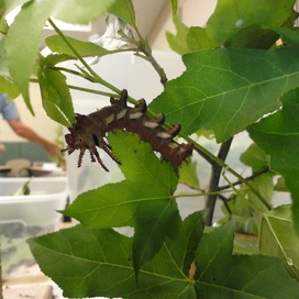 Catapillar on a stem