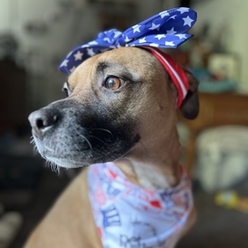 Cute dog with an American Flag themed bow on its head and a patriotic bandana.
