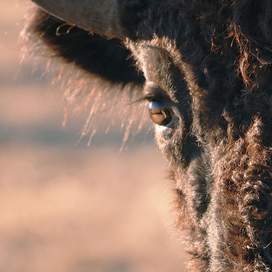 A close up of the right side of a buffalo's face and blurry background of brown grass.