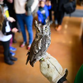 Owl at Bird Bonanza 2025