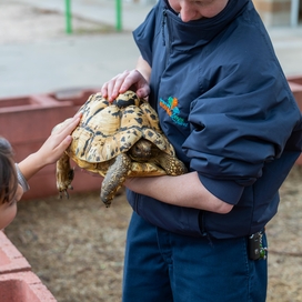 Person holding a turtle for a child to pet