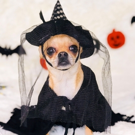 chihuahua dog wearing a black witch costume and hat including a veil in front of bats and a jack-o-lantern