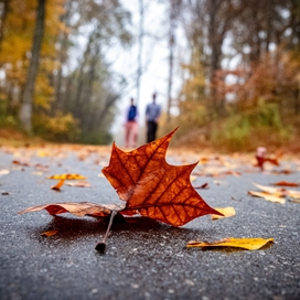 two people walking in the background with fall leaves in the foreground
